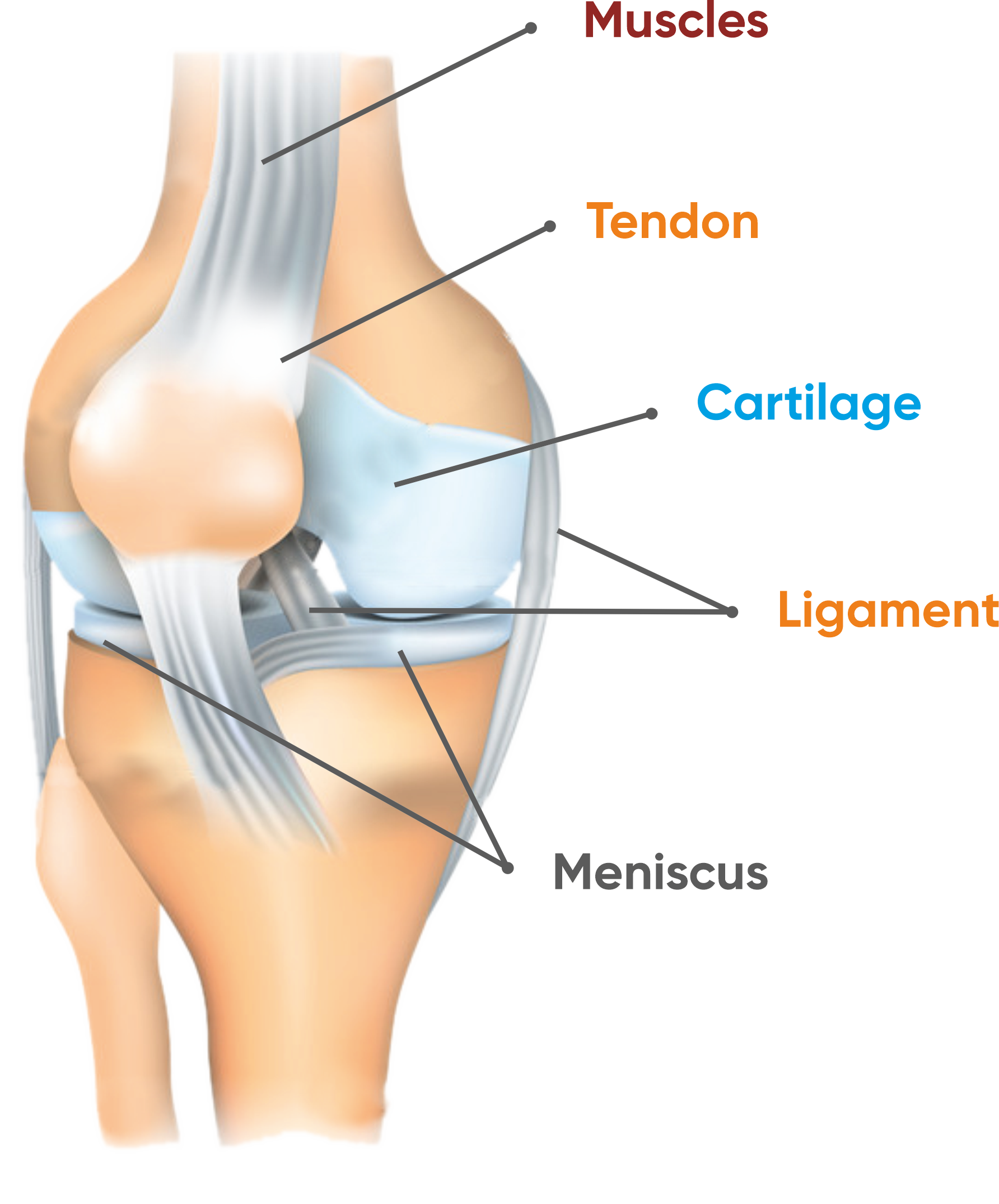 Knee Anatomy