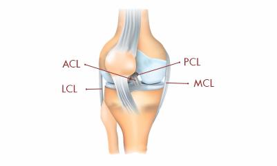 knee-ligament